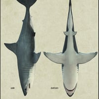 Great White and Megalodon | Daz 3D
