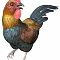 Noggin's Chicken | Daz 3D