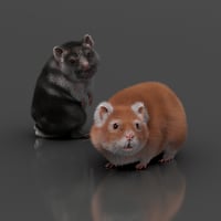 Hamster Life Bundle 3d Models for Daz Studio and Poser