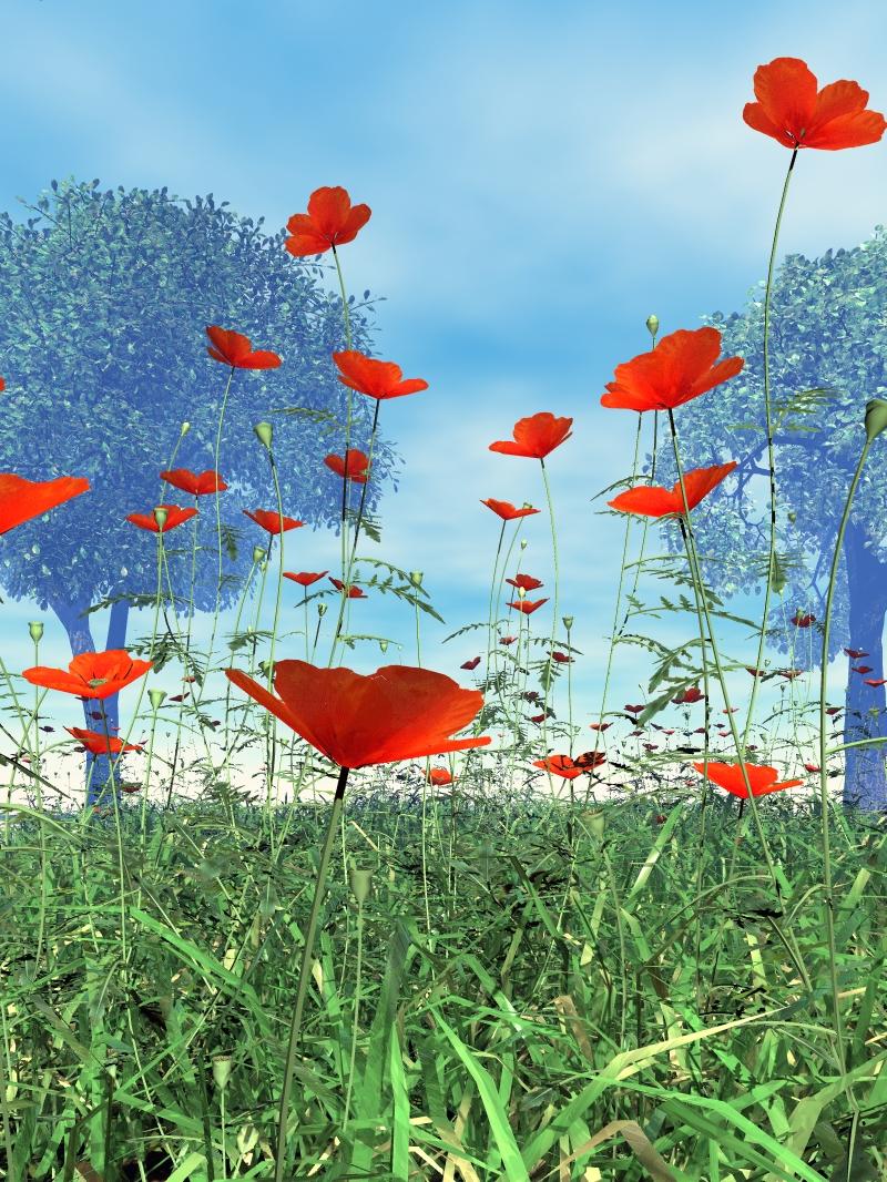 Poppy Meadow 2nd Version
