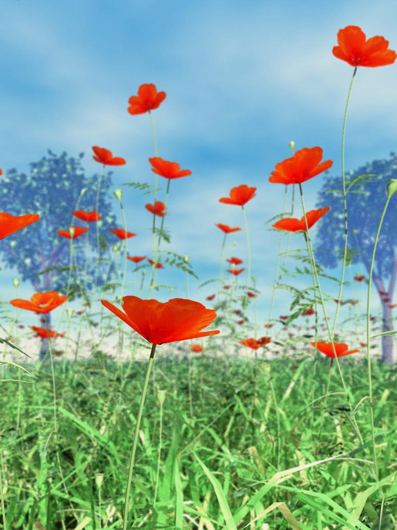 Poppy Meadow