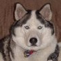 huskydog